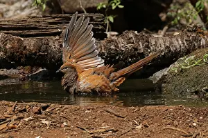 Macropygia: Brown Cuckoo-Dove