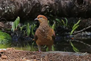 Macropygia: Brown Cuckoo-Dove