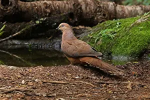 Macropygia: Brown Cuckoo-Dove