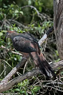 Amboinensis: Brown Cuckoo-dove