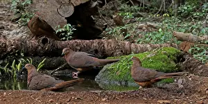 Watering: Brown Cuckoo-Dove