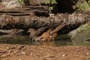 Watering: Brown Cuckoo-Dove