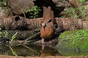 Watering: Brown Cuckoo-Dove