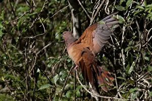 Doves: Brown Cuckoo-Dove