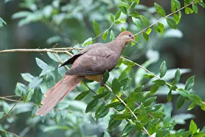 Amboinensis: Brown Cuckoo-Dove / Brown Pigeon / Pheasant Pigeon