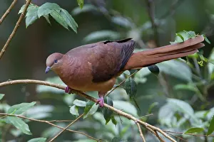 Amboinensis: Brown Cuckoo-Dove / Brown Pigeon / Pheasant Pigeon