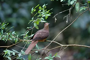 Amboinensis: Brown Cuckoo-Dove / Brown Pigeon / Pheasant Pigeon