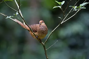 Amboinensis: Brown Cuckoo-Dove / Brown Pigeon / Pheasant Pigeon