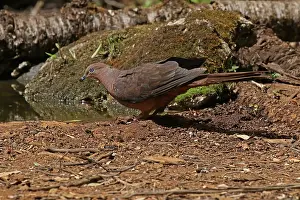 Amboinensis: Brown Cuckoo Dove in Queensland, Australia