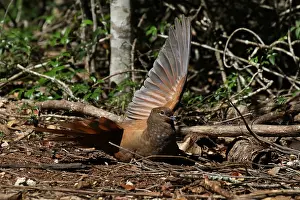 Amboinensis: Brown Cuckoo Dove in Queensland, Australia