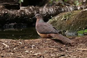 Amboinensis: Brown Cuckoo Dove in Queensland, Australia