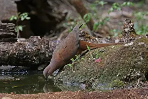 Amboinensis: Brown Cuckoo Dove in Queensland, Australia