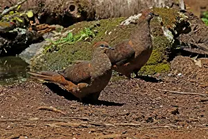 Amboinensis: Brown Cuckoo Dove in Queensland, Australia