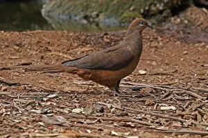 Doves: Brown Cuckoo Dove in Queensland, Australia