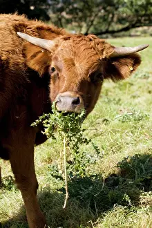 Thistles: Brown Dexter Cow eating thistles in field