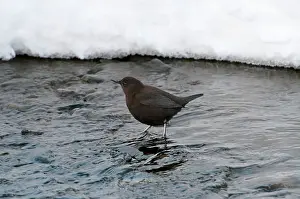 Dippers: Brown Dipper - standing in water - snow in background