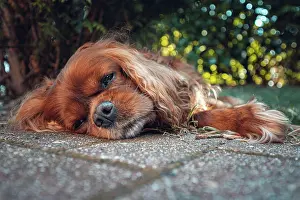Sleep: A brown dog (Cavalier King Charles Spaniel) lies