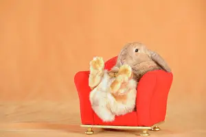 Pictures: Brown dwarf English Lop rabbit leaning back on a