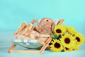 Times: Brown dwarf English Lop rabbit lying in a mini deckchair
