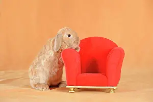 Mini: Brown dwarf English Lop rabbit standing beside a