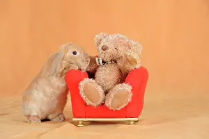 Mini: Brown dwarf English Lop rabbit standing beside a