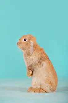 Hares: Brown dwarf English Lop rabbit standing on its hind