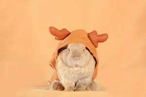 Pictures: Brown dwarf English Lop rabbit wearing a reindeer