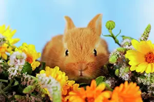 Marigold: Brown dwarf rabbit sitting in marigold