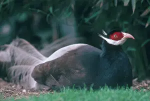 Manchurian: Brown-eared Pheasant