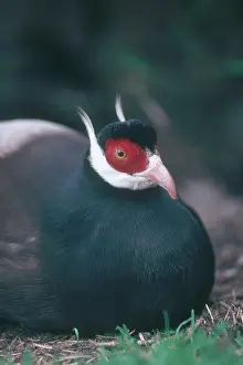 Manchurian: Brown-eared Pheasant
