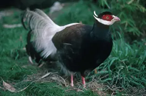 Manchurian: Brown-eared Pheasant