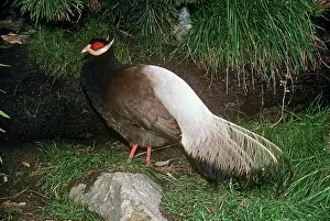 Manchurian: Brown-eared Pheasant / Manchurian-eared Pheasant