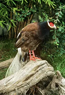 Manchurian: Brown-eared Pheasant / Manchurian-eared Pheasant