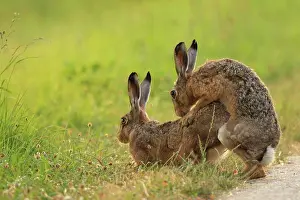Brown / European Hare