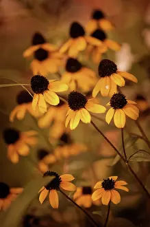 Thin: Brown-eyed Susan