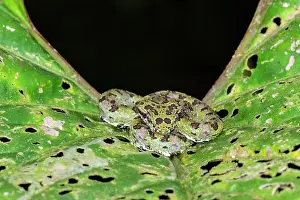 Viper: Brown Eyelash Pit Viper, Bothriechis schlegelii