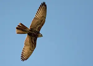 Berigora: Brown Falcon