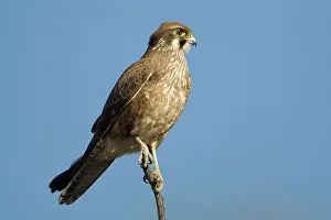 Berigora: Brown Falcon