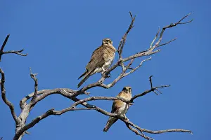 Berigora: Brown Falcon