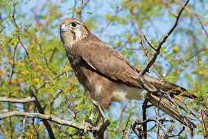 Falconidae: Brown Falcon