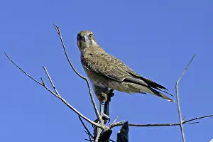 Falco: Brown FALCON