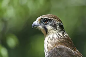 Brown FALCON - close up of head, side view