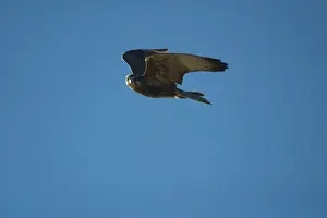 Berigora: Brown Falcon - dark morph, in flight. Usually