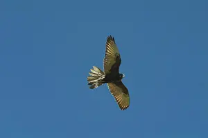 Berigora: Brown Falcon - dark morph, in flight. Usually hunts