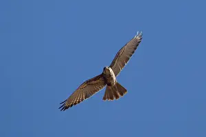 Berigora: Brown Falcon - in flight