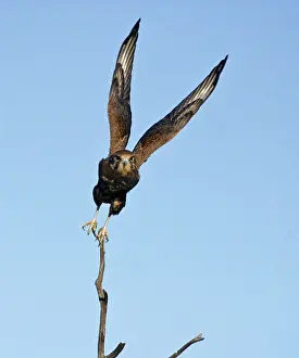 Talon: Brown FALCON - in flight