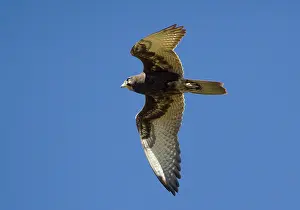 Berigora: Brown Falcon - in flight - in open country 50km