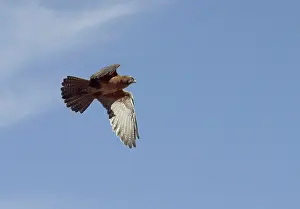 Berigora: Brown FALCON - in flight, showing underside of