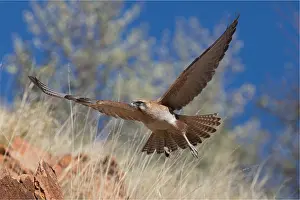 Aboriginal: Brown Falcon - Flying across a rocky hillside -