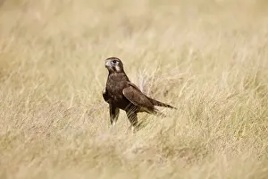 Berigora: Brown Falcon in grass